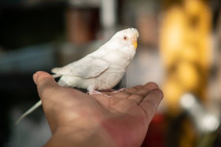Téléchargez les photos : Budgerigar blanc, perruches dans la cage - en image libre de droit