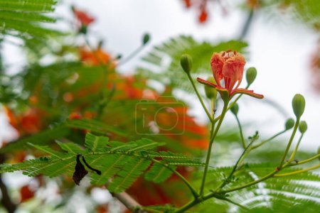 Tree with bright red flowers against sky background, closeup