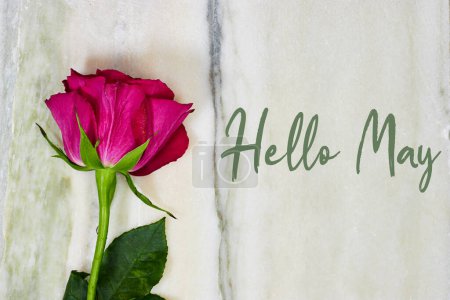 Photo for Hello May hand lettering card. Spring rose flower on marble background - Royalty Free Image