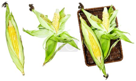 Photo for Fresh corn cob in esparto halfah basket isolated on white background - Royalty Free Image