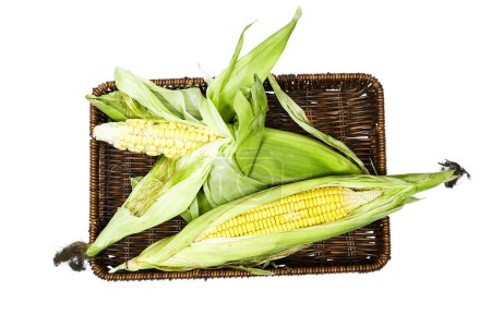 Photo for Fresh corn cob in esparto halfah basket isolated on white background - Royalty Free Image