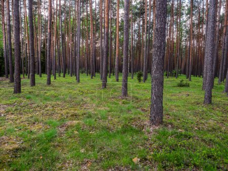 Photo for Forest in Poland in kujawsko-pomorskie region near Koronowo Lake - Royalty Free Image