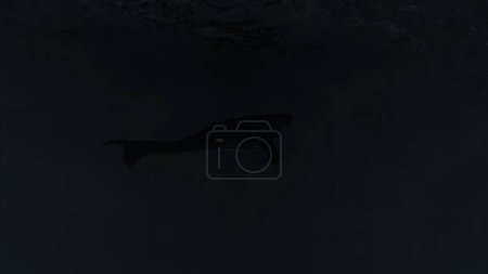 Abstrakter Sturm und dunkle furchterregende Riesenwelle, die einen Hai unter Wasser zeigt. Design. Unheimlicher nächtlicher Sturm im Meer
