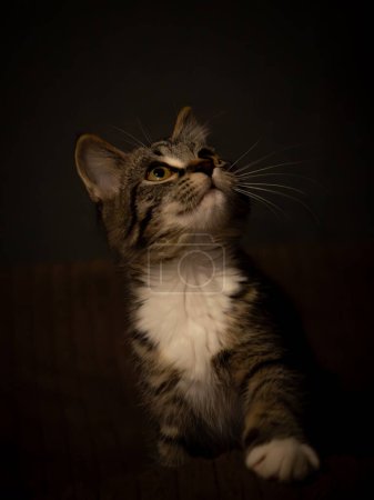 Portraite of Little Outbred Kitten over Black Background. High quality photo