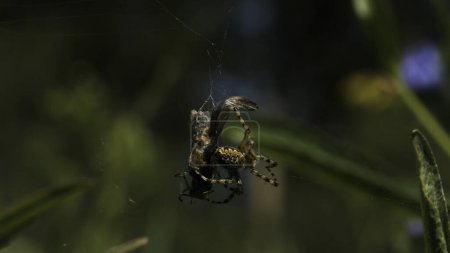 Close up of a spider killing its victim, rolling up in a web. Creative. Insect in the summer meadow
