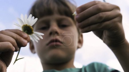Photo for Low angle view of a young boy pulling petals of a daisy flower, symbol of a love me, love me not gesture. Creative. Bo with a flower in his hands - Royalty Free Image