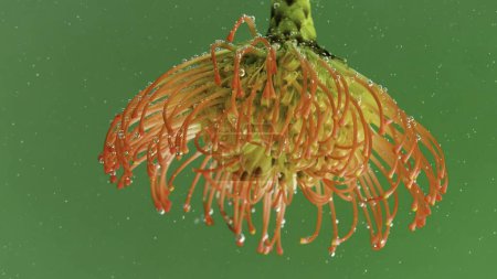 Eine helle Blume .Stock footage.Green Hintergrund mit Blasen, die auf eine helle offene Blume in der Makrofotografie fallen. Hochwertiges 4k Filmmaterial