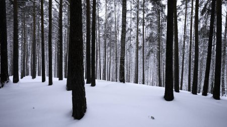 Beautiful scenery with snowy white forest In winter frosty day. Media. Amazing pine scenic view of park woods