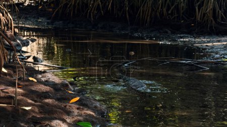 Gefährliches Eidechsenraubtier wild gestreifter Varan schwimmt in Teich im Nationalpark Handeln. Konzept von Tierwelt und Natur