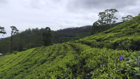 Blick auf Teefelder in Taiwan. Handeln. Teeplantagen am Hang mit bewölktem Himmel darüber