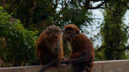 Ein wilder Affe auf einer Steinmauer in Nepal Kathmandu, Asien. Handeln. Wilde Tiere und grüne Natur