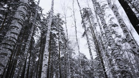 Forêt calme enneigée et magique en hiver. Les médias. Belle matinée givrée et bouleaux