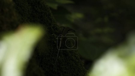 Gros plan de lézard sur un tronc d'arbre mousseux. Créatif. Fond naturel avec nature verte et lézard