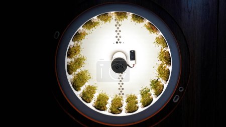 Concept of healthy vegan diet. Media. Close up of growing various microgreens in a slowly rotating round shaped farm