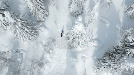 Aerial top view of people hiking on winters trail. Clip. Rural road covered by snow, landscape of winter nature