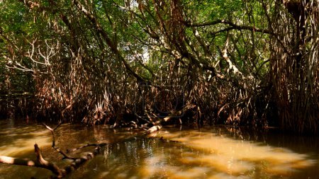 Sumpfwälder in Feuchtgebieten, Konzept der Tierwelt und Biodiversität. Handeln. Großaufnahme eines Baumes mit verworrenen Ästen