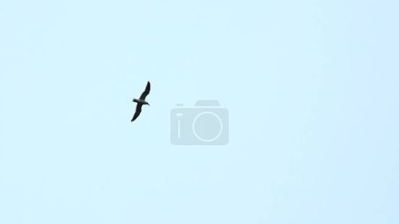 Beautiful view from below of flying seagull in sky. Clip. Flying seagull in cloudy sky. Beautiful flight of free seagull in sea on background cloudy sky.