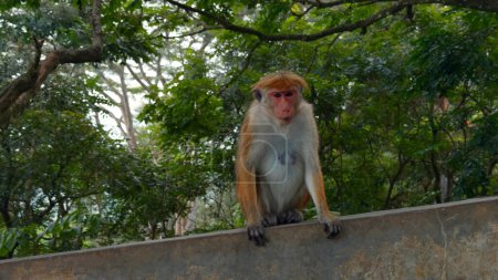 Un mono salvaje en un muro de piedra en Nepal Katmandú, Asia. Acción. Animales salvajes y naturaleza verde