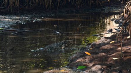 Warane im tropischen Dschungel. Handeln. Große wilde Eidechse wandert entlang des Flusses im Dschungel. Wandern durch wilden tropischen Dschungel mit gefährlichen Raubtieren.