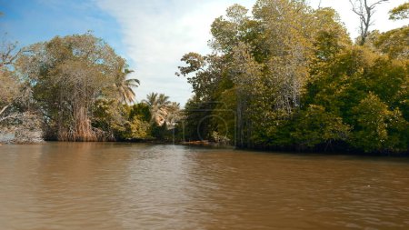 Vue à la première personne depuis le bateau flottant sur la rivière à travers les mangroves dans la forêt tropicale sauvage. L'action. Arbustes verts et arbres et rivière sale