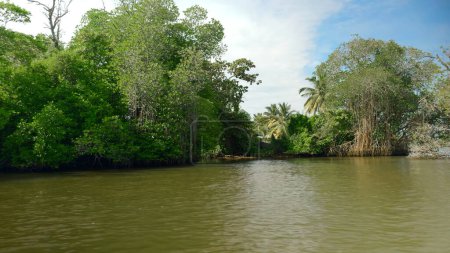 Foto de Vista en primera persona desde el barco flotando en el río a través de manglares en la selva tropical salvaje. Acción. Arbustos y árboles verdes y río sucio - Imagen libre de derechos