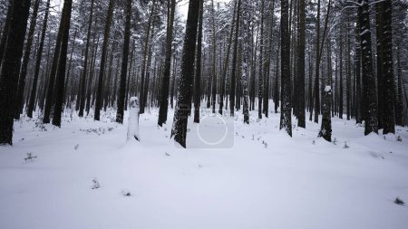 Vista del bosque de invierno con giros de cámara. Medios. Cámaras vistas a su alrededor en el bosque de invierno. Rotación de cámara en bosque salvaje en día de invierno.