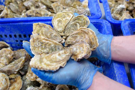 Closeup of handful of oysters