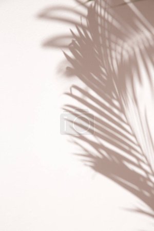 Photo for Palm tree shadows on white wall - Royalty Free Image