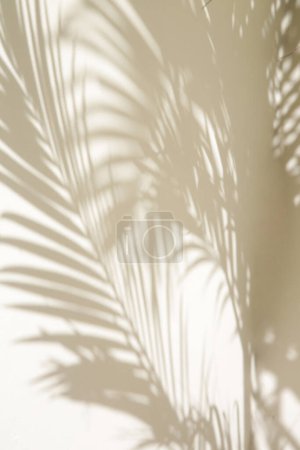 Téléchargez les photos : Ombres de palmiers sur mur blanc - en image libre de droit