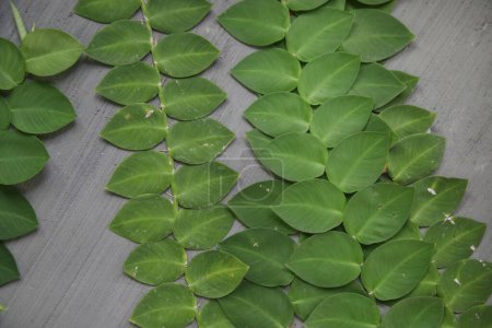 Foto de Rhaphidophora Hayi. Imagen de cerca de hermosas hojas de plantas trepadoras verdes balinesas tropicales en una pared de cemento gris. Planta de tejas trepando a la pared. - Imagen libre de derechos