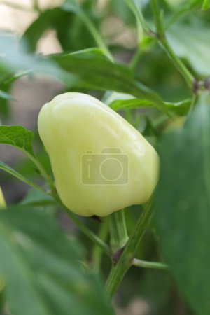 Ripe homegrown yellow paprika in the garden