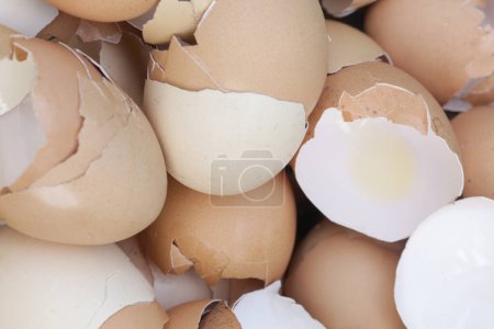 Stack of broken and dry eggshells
