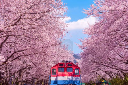Téléchargez les photos : Fleur de cerisier avec train au printemps en Corée est le lieu populaire de visualisation de la fleur de cerisier, jinhae Corée du Sud. - en image libre de droit