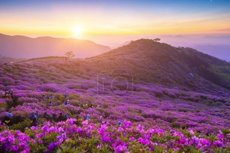 Morning and spring view of pink azalea flowers at Hwangmaesan Mountain with the background of sunlight and foggy mountain range near Hapcheon-gun, South Korea