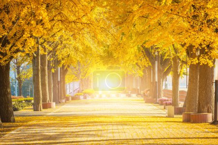 Téléchargez les photos : Tunnel de ginkgo d'automne le matin avec des feuilles jaunes à côté du ruisseau Gokkyocheon près d'Asan-si, Corée - en image libre de droit