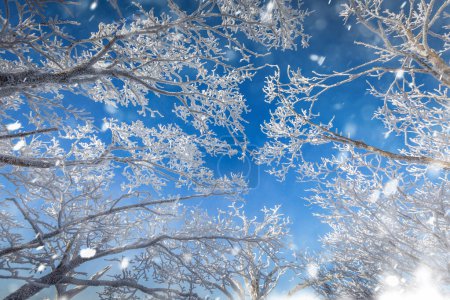 Téléchargez les photos : Au sommet des montagnes Deogyusan enneigées par temps clair et la neige soufflée par le vent en hiver, Corée du Sud. - en image libre de droit