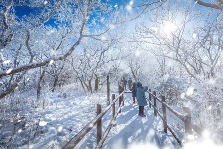 Téléchargez les photos : Au sommet des montagnes Deogyusan enneigées par temps clair et la neige soufflée par le vent en hiver, Corée du Sud. - en image libre de droit