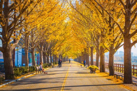 Téléchargez les photos : Tunnel de ginkgo d'automne le matin avec des feuilles jaunes à côté du ruisseau Gokkyocheon près d'Asan-si, Corée - en image libre de droit