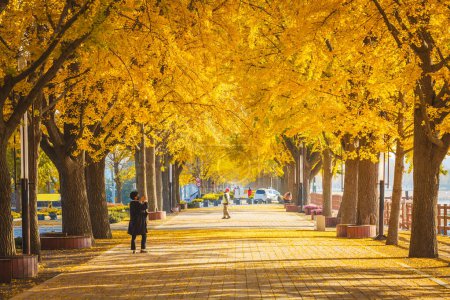 Téléchargez les photos : Asan - si, Chungcheongnam - do, Corée - 10 novembre 2020 : tunnel de ginkgo d'automne le matin avec des feuilles jaunes à côté du ruisseau Gokkyocheon près d'Asan-si, Corée - en image libre de droit