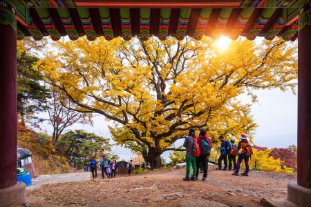 Foto de Namyangju-si, Gyeonggi-do, Corea del Sur - 26 de octubre de 2014: Gran árbol de ginkgo en otoño por la mañana con hojas amarillas en el Templo Sujeongsa, Namyangju-si, Gyeonggi-do, Corea del Sur. - Imagen libre de derechos