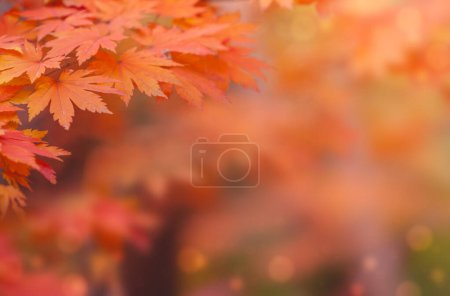 Téléchargez les photos : Feuille d'érable en automne pour fond ou espace de copie pour texte. - en image libre de droit