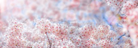 Foto de Flor de cerezo en primavera para el fondo o espacio de copia para el texto - Imagen libre de derechos