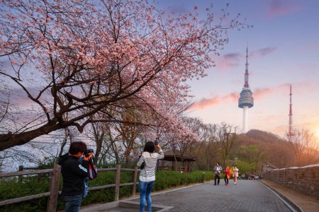 Photo for Seoul tower in spring with cherry blossom tree in full bloom, south korea. - Royalty Free Image