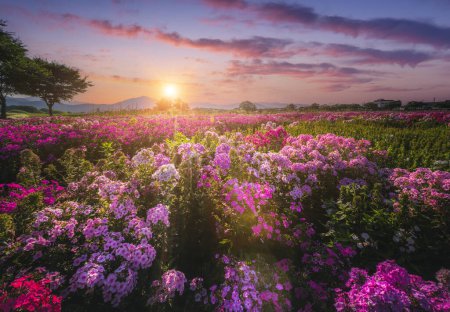 Téléchargez les photos : Beau jardin fleuri au coucher du soleil près de Cheomseongdae à Gyeongju, Gyeongsangbuk-do, République de Corée. - en image libre de droit