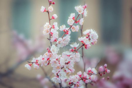 Téléchargez les photos : Fleur de cerisier au printemps pour l'arrière-plan ou l'espace de copie pour le texte - en image libre de droit