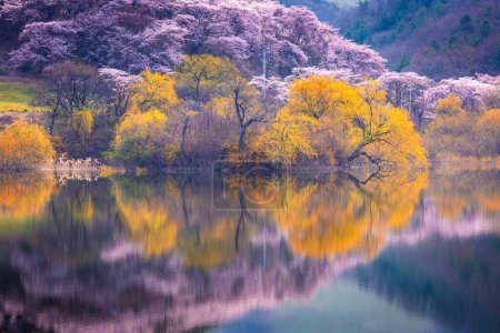 Photo for Korea in Spring and cherry blossom trees around Yongbi Lake in Seosan, South Korea. - Royalty Free Image