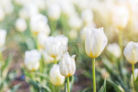 Photo for White Tulip in Spring under sun ray, Beautiful and colourful tulip on sun light. - Royalty Free Image