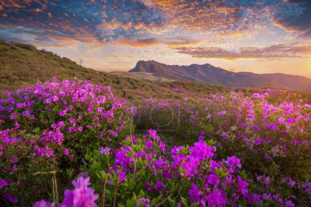 Morning and spring view of pink azalea flowers at Hwangmaesan Mountain with the background of sunlight and mountain range near Hapcheon-gun, South Korea.