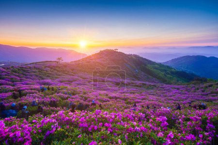 Foto de Vista matutina y primaveral de las flores de azalea rosadas en la montaña Hwangmaesan con el fondo de la luz del sol y la cordillera brumosa cerca de Hapcheon-gun, Corea del Sur. - Imagen libre de derechos