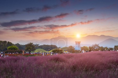 Téléchargez les photos : Herbe boueuse rose au coucher du soleil près de Cheomseongdae à Gyeongju, Gyeongsangbuk-do, Corée du Sud. - en image libre de droit